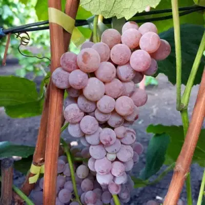 Виноград РИЛАЙНС ПИНК СИДЛИС в Орше