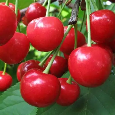 Дюк ПРЕВОСХОДНАЯ ВЕНЬЯМИНОВА в Орше