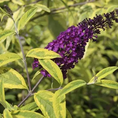 Буддлея давида САНТАНА  в Орше