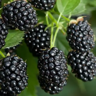 Ежевика ЧЕРНАЯ МАГИЯ ремонтантная  в Орше