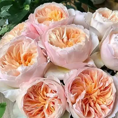 Роза ДЖУЛЬЕТТА английская в Орше