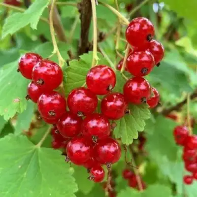 Смородина красная МААРСЕС ПРОМИНЕНТ в Орше