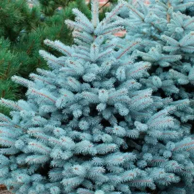 Ель СУПЕР БЛЮ СИДЛИНГ колючая в Орше