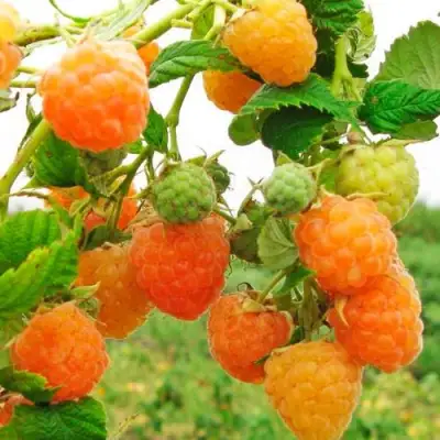 Малина ЗОЛОТЫЕ КУПОЛА в Орше