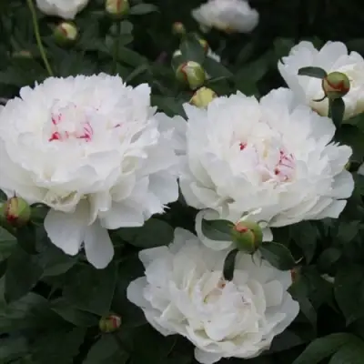 Пион ФЕСТИВА МАКСИМА травянистый в Орше