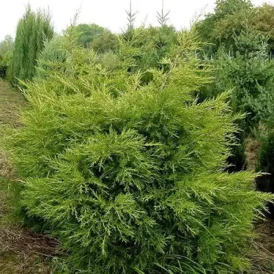 Можжевельник КУРИВАО ГОЛД китайский в Орше