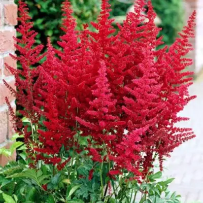 Астильба БУРГУНДИ РЕД Арендса в Орше