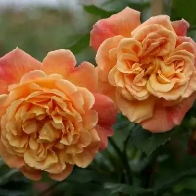 Роза АЛОХА плетистая в Орше