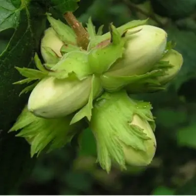 Фундук ТАМБОВСКИЙ ПОЗДНИЙ в Орше