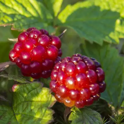 Княженика ЛИНДА в Орше