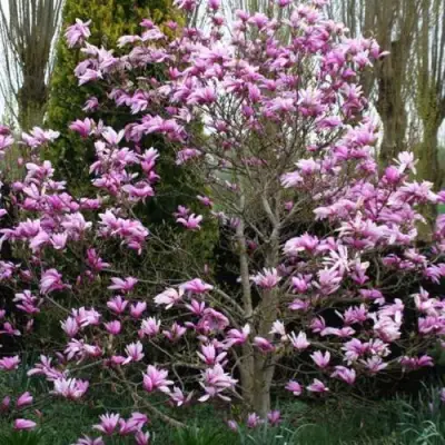 Магнолия ГАЛАКСИ в Орше