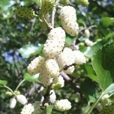 Шелковица БЕЛАЯ МЕДОВАЯ в Орше