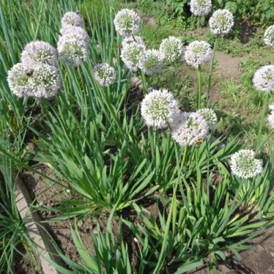 Лук слизун в Орше