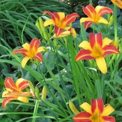 Лилейник ФРАНС ХАЛС в Орше