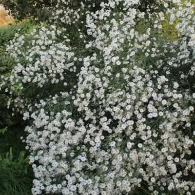 Болтония СНОУБЭНК в Орше