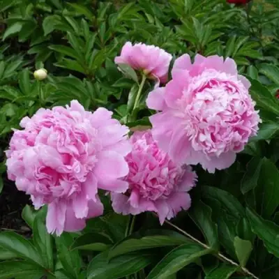 Пион МЕСЬЕ ЖЮЛЬ ЭЛИ травянистый в Орше