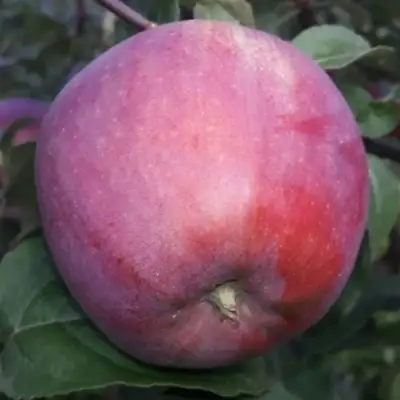 Яблоня ЗОРКА в Орше