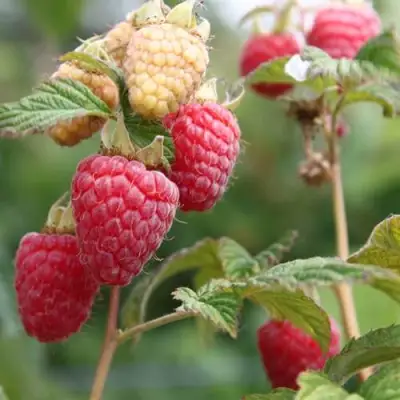 Малина МОЛЛИНГ ДЖУНО в Орше