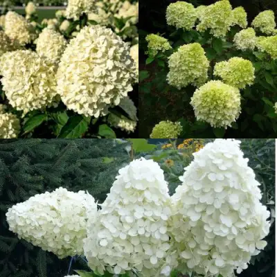 Комплект НЕЖНЫЙ КАПУЧИНО в Орше