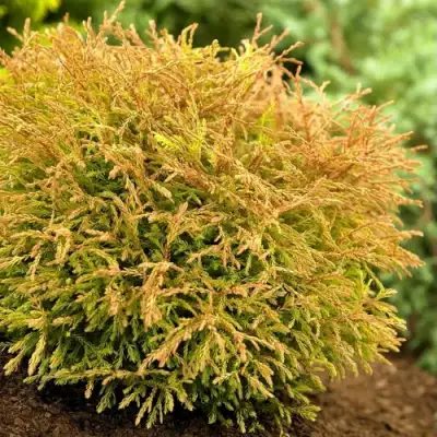 Туя ГОЛДЕН ТАФФЕТ западная в Орше