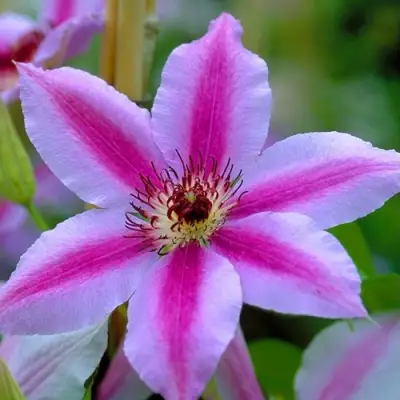 Клематис НЕЛЛИ МОЗЕР в Орше