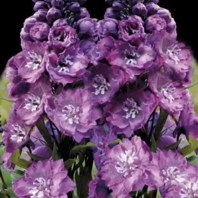 Дельфиниум ДЕЛЬФИС ПИНК ПАУЭ высокий в Орше