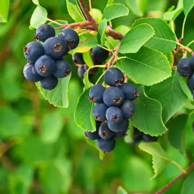 Ирга КОЛОСИСТАЯ в Орше