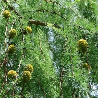 Лиственница КЕМПФЕРА в Орше