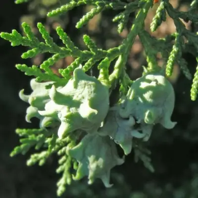 Туя восточная в Орше