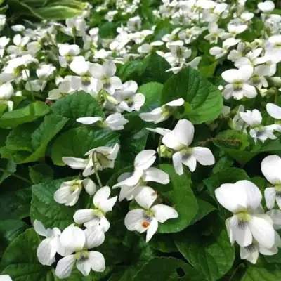 Фиалка АЛЬБИФЛОРА сестринская в Орше