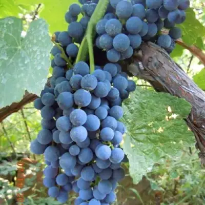 Виноград ВЕНУС в Орше