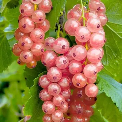 Смородина белая ПРЫГАЖУНЯ (РОЗОВАЯ) в Орше