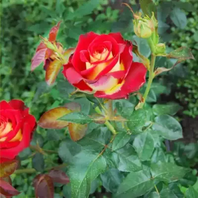 Роза ФРЕНДШИП чайно-гибридная в Орше