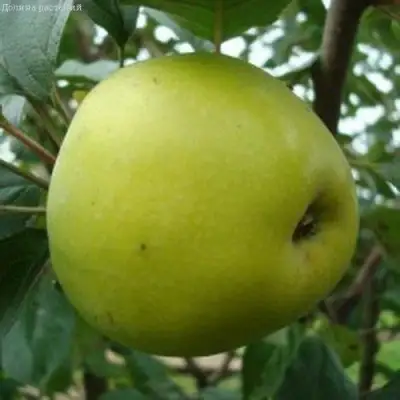 Яблоня КОШТЕЛЯ в Орше