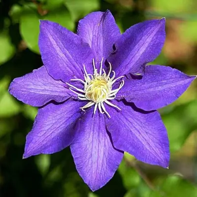 Клематис ЗЕ ПРЕЗИДЕНТ в Орше