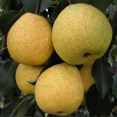 Груша ВЕЛИКАЯ ЛЕТНЯЯ (БОЛЬШАЯ ЛЕТНЯЯ) в Орше