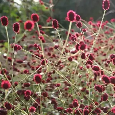 Кровохлебка ЧОКОЛАТ ТИП в Орше