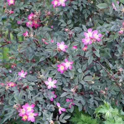 Роза сизая в Орше