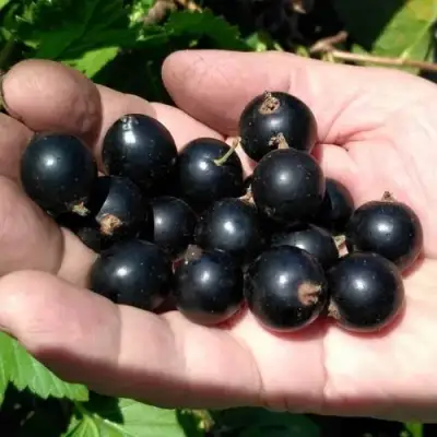 Смородина черная ЧЕРНООКАЯ в Орше