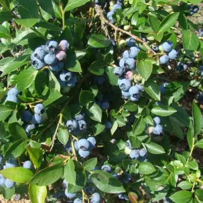 Голубика БЛЮЭТТА в Орше