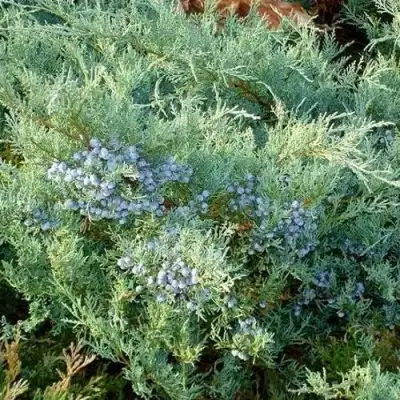 Можжевельник ГРЕЙ ОУЛ виргинский  в Орше