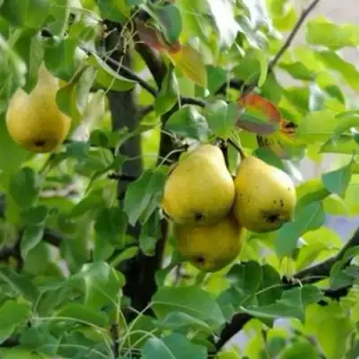 Груша ВИЛИЯ в Орше