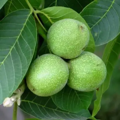 Грецкий орех ЮРИЙ ГАГАРИН в Орше