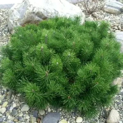 Сосна горная МУГУС в Орше