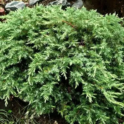 Можжевельник ШЛЯГЕР прибрежный в Орше