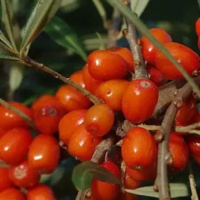 Облепиха ВОРОБЬЕВСКАЯ в Орше