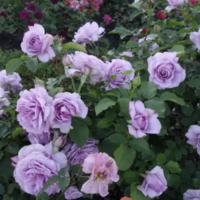 Роза ЛАВ СОНГ флорибунда в Орше