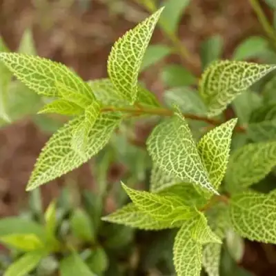 Форзиция КАМСОН промежуточная в Орше