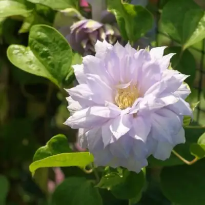 Клематис БЕЛЬ ОФ ВОРКИНГ в Орше