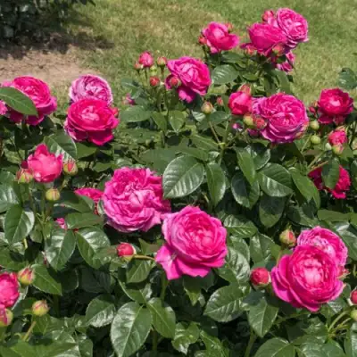 Роза АНУШКА чайно-гибридная в Орше